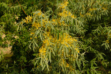 Yellow Buds And Flowers On The Branches Of The Goof Angustifolia