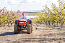 Mature Adult Male Driving A Tractor In An Apricot Field. He Wears A Chemical Protective Suit
