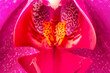 Close-up on a pink orchid