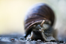 Land Snail Looking Out With One Eye.