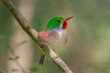 Płaskodziobek kubański - łac. Todus multicolor, śpiewający na gałęzi. Endemiczny ptak kubański. Zdjęcie z Playa Larga Kuba.
