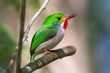 Śliczny płaskodziobek kubański łac. Todus multicolor śpiewający na gałęzi. Zdjęcie wykonano Playa Larga Kuba. Płaskodziobek kubański to endemiczny ptak na Kubie.