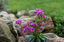 Closeup Of Blooming Lewisia Cotyledon Flowers With Green Leaves In The Garden, Stone Background