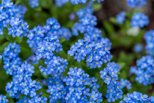 Forget Me Not Flowers In The Garden, Blue Flower Bed, First Spring Flowers, Blue Nature Background