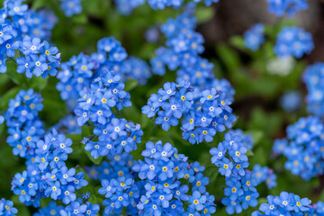 Forget me not flowers in the garden, blue flower bed, first spring flowers, blue nature background