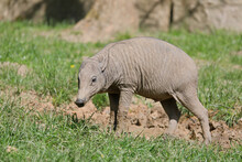 Tropical Pig Or Deer-pig In Mud In Summer - Babirusa - Babyrousa