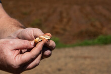 Man Hands Holding Open Peanut Pod In Sunny Day