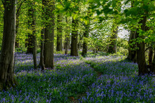 A View In A Bluebell Wood In Sussex On A Sunny Spring Evening