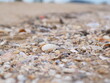 Shell lifeless on the sand before going into the sea shells by the sea 