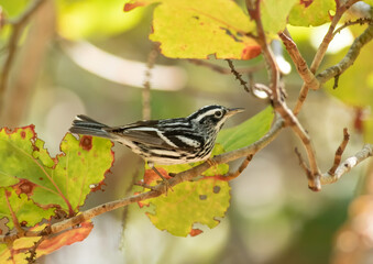 Wall Mural - Black and White Warbler feeding in a sea grape tree. 