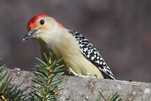 Red-bellied Woodpecker Perched On A Log