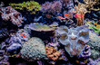 giant clam on coral reef