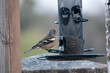 a male chaffinch (Fringilla coelebs) dining at a bird seed feeder