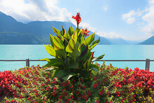 Beautiful Flower Bed At Lake Shore Brienzersee, Bernese Oberland Landscape
