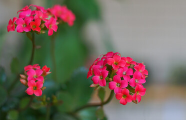 Wall Mural - The flower is a small red flower