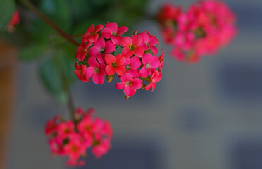 Wall Mural - The flower is a small red flower