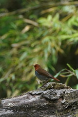 Wall Mural - japanese robin on the tree