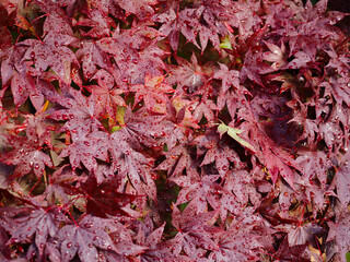 bloodgood japanese maple tree with wet leaves