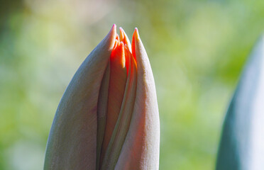 Wall Mural - Unopened tulip buds