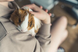Fototapeta  - girl petting her Sheltie guinea pig pet concept. High quality photo