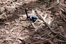 This Is A Male Fairy Wren