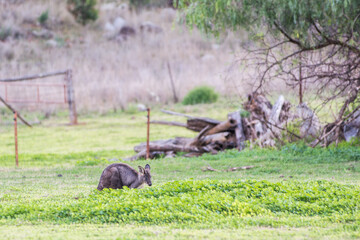 Sticker - kangaroo in the grass