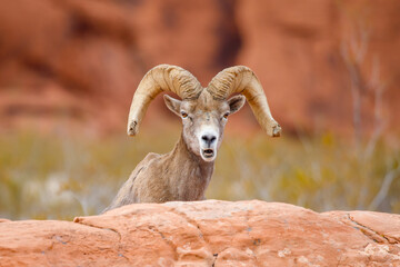 Wall Mural - Bighorn sheep ram on red rock canyon