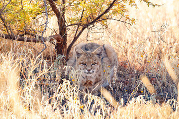 Sticker - bobcat resting under bush in desert