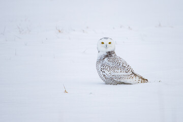 Wall Mural - Snowy owl in cold winter 