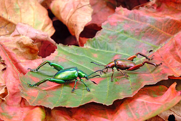 Wall Mural - Beetle : Frog-legged beetles or leaf beetles (Sagra femorata) in tropical forest of Thailand. One of world most beautiful beetles with iridescent metallic colors. Selective focus