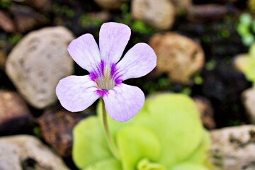 Wall Mural - Closeup purple flower Pinguicula moranensis ,Tina, grandiflora ,Mexican Butterworts Carnivorous flowering plants ,Hybrid between pinguicula agnate and zecheri 