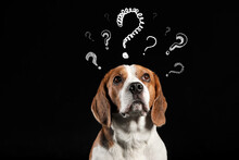 Funny Beagle Dog And Question Marks On Black Background