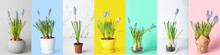 Set Of Beautiful Blooming Muscari Plants On Colorful Background