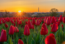 Tulips In Full Bloom During Sunrise With The Washington DC Skyline In The Background