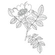 Blooming branch of wild briar rose. Isolated vector illustration. Black and white linear silhouette.