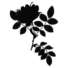 Blooming Branch Of Wild Briar Rose. Black Silhouette On White Background. Isolated Vector Illustration. 
