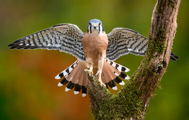 american kestrel perched on a tree during fall