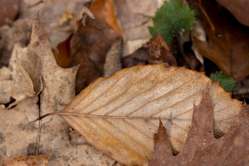 Poster - Fallen leaves of a tree in the park