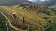 Terraced Fields In The Northern Mountains Of Vietnam, The Season Is Almost Ripe