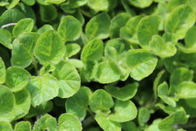 Close Up Of Fresh Green Oregano Leaves
