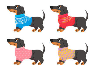 Wall Mural - Collection of dachshund clothes, sweater for dogs