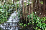 Fototapeta Krajobraz - vines and cascade in tropical garden
