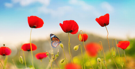 Fotomurales - Beautiful red poppy flowers and Monarch butterfly in spring summer in nature outdoors on sunny day against blue sky, close-up, wide format. Blooming poppies in wild.
