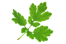 Helandine Herb Leaf