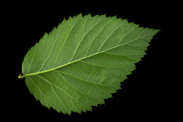 Wall Mural - Blackberry fruit leaf closeup