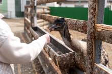 Ostrich Takes Food From A Woman's Hand, Feeding An Ostrich At The Zoo, Ostrich Eats