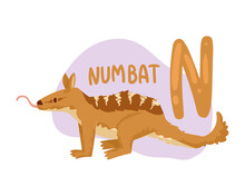 Numbat And N Letter
