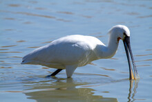 Spoonbill White Ardehyde Ponds And Lakes Of Europe