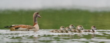 Egyptian Goose (Alopochen Aegyptiaca) With Six Young Floats In The Water.