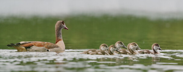 Wall Mural - Egyptian goose (Alopochen aegyptiaca) with six young floats in the water.